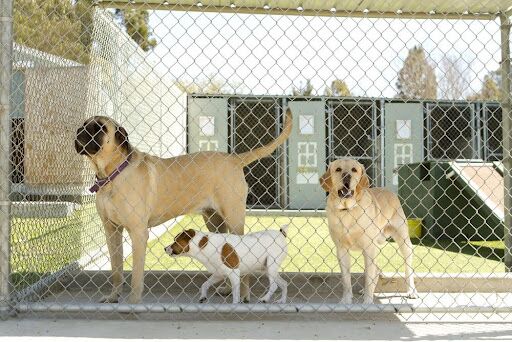 Best Type of Dog Friendly Fencing and Kennels Fantastic Fence